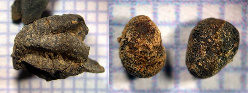 Other archeobotantical samples from the site, a peach pit and a sumac seed.